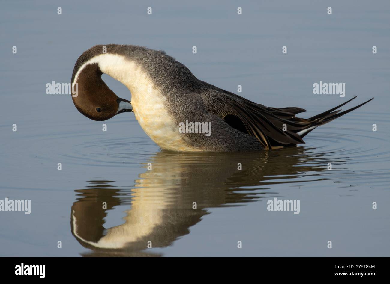 Northern Pintail (Anas acuta), Llano Seco Unit, Steve Thompson North Central Valley Wildlife Management Area, Kalifornien Stockfoto