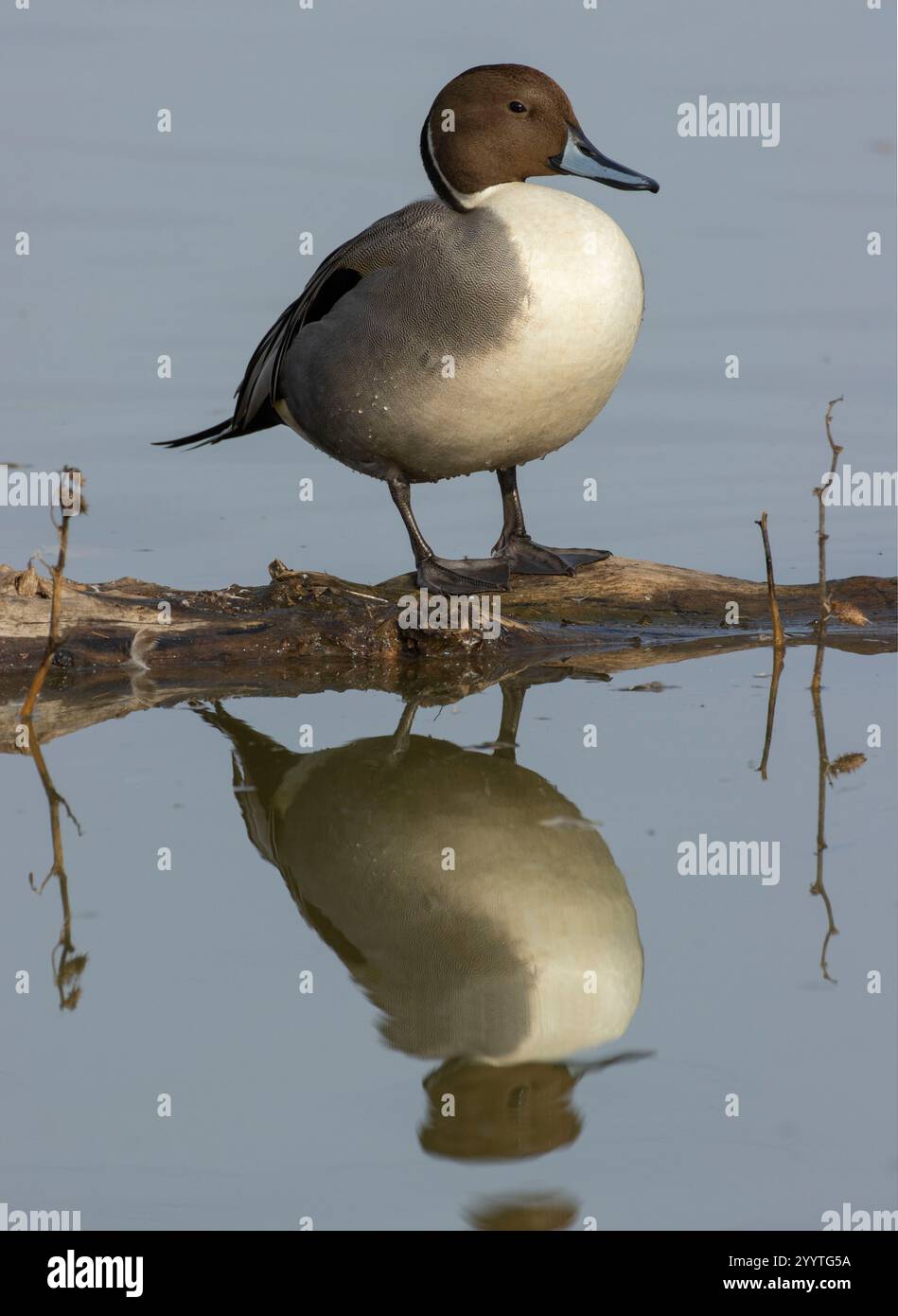 Northern Pintail (Anas acuta), Llano Seco Unit, Steve Thompson North Central Valley Wildlife Management Area, Kalifornien Stockfoto