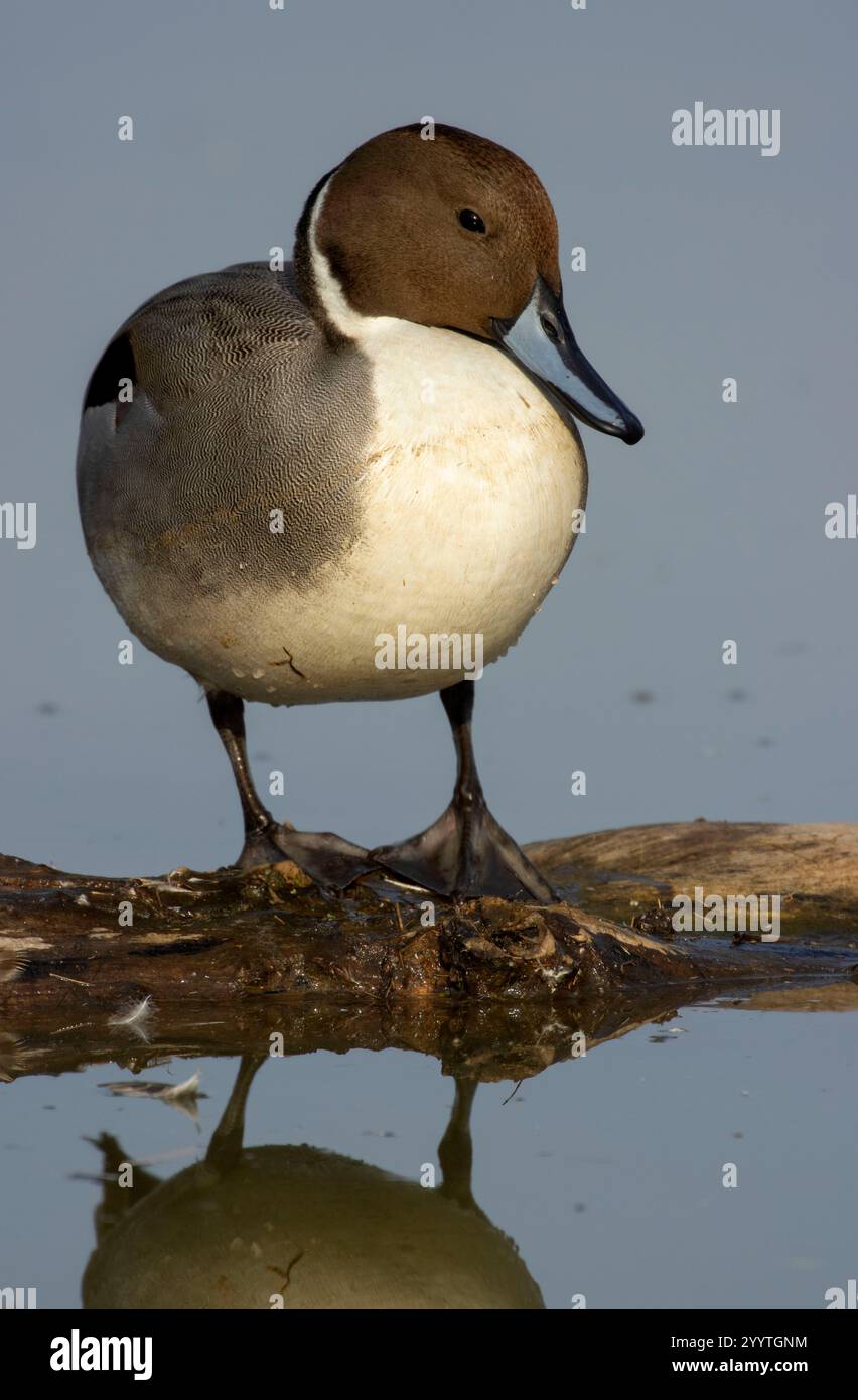 Northern Pintail (Anas acuta), Llano Seco Unit, Steve Thompson North Central Valley Wildlife Management Area, Kalifornien Stockfoto