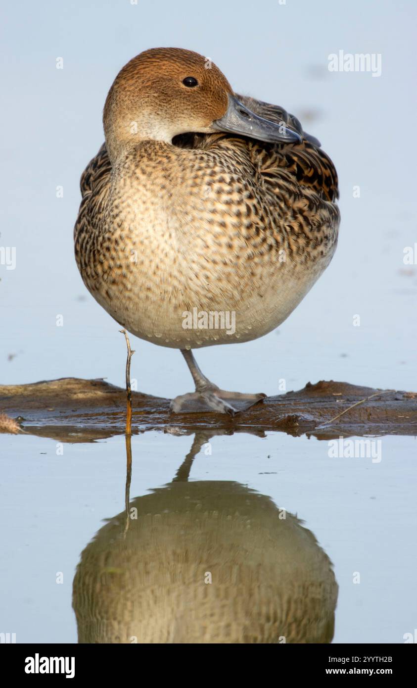 Northern Pintail (Anas acuta), Llano Seco Unit, Steve Thompson North Central Valley Wildlife Management Area, Kalifornien Stockfoto