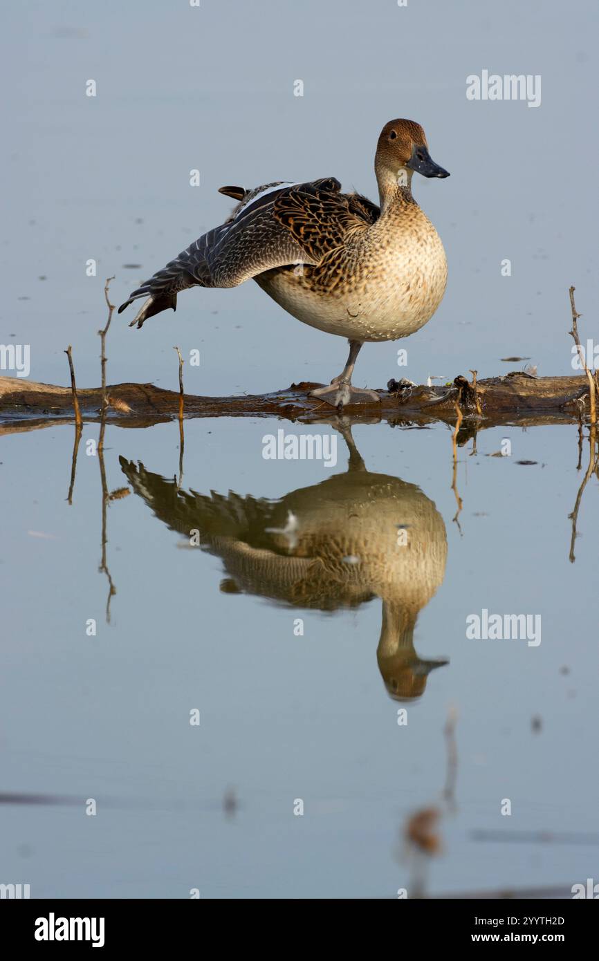 Northern Pintail (Anas acuta), Llano Seco Unit, Steve Thompson North Central Valley Wildlife Management Area, Kalifornien Stockfoto