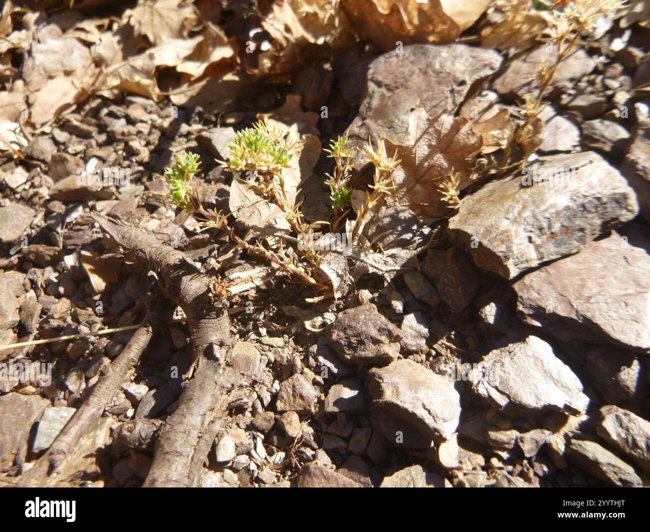 Mehrjährige Knawel (Scleranthus perennis) Stockfoto
