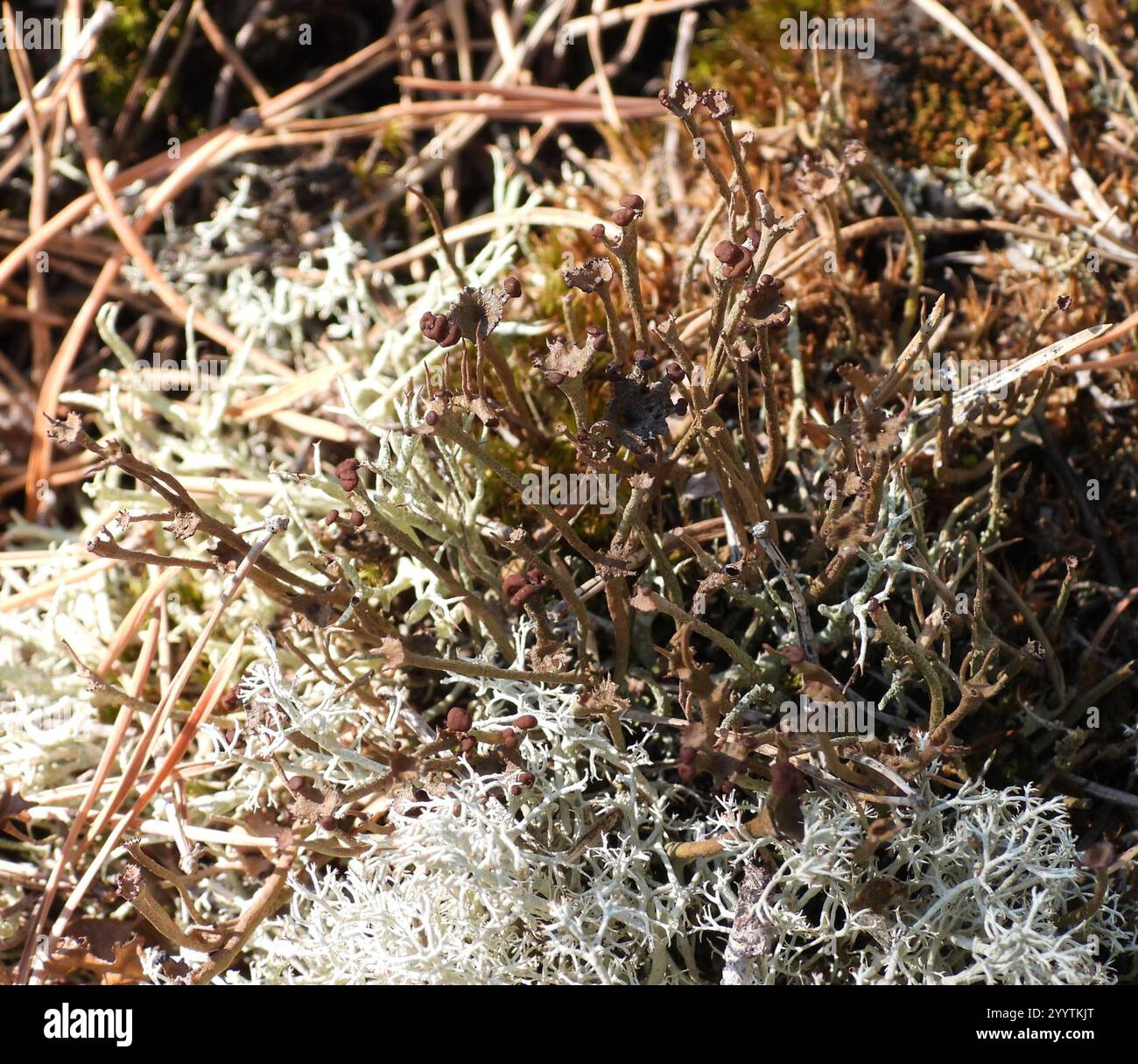 Smooth Pixie Flechte (Cladonia gracilis gracilis) Stockfoto