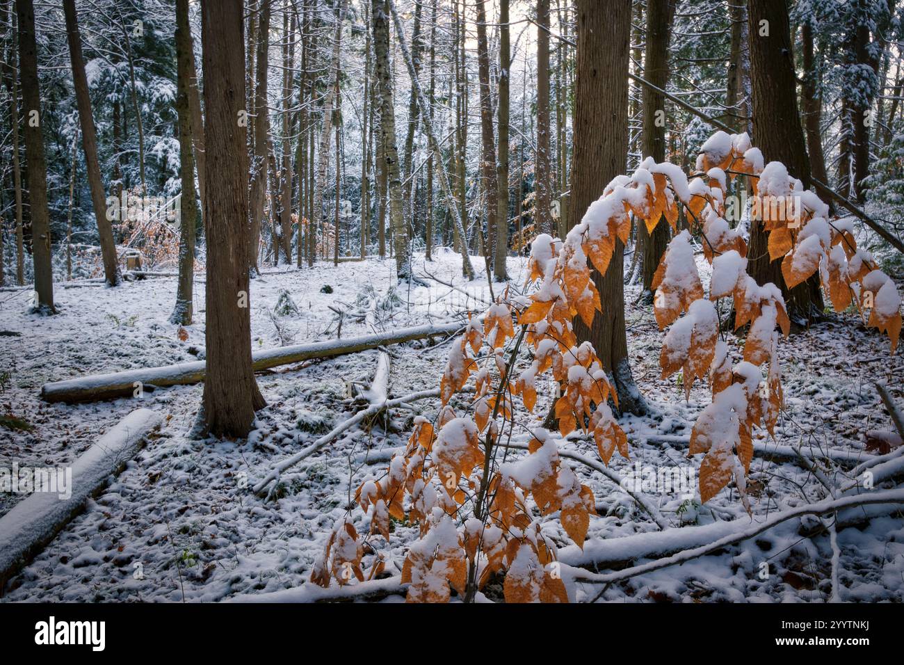 Erster Winterschnee im Wald Stockfoto