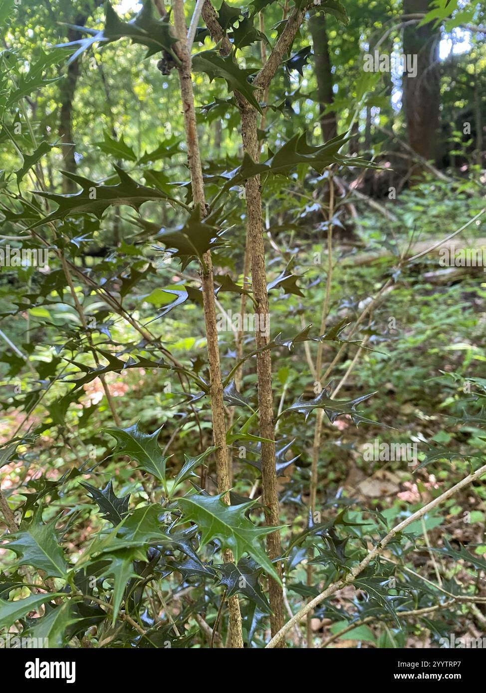 stechpalme Olive (Osmanthus heterophyllus) Stockfoto