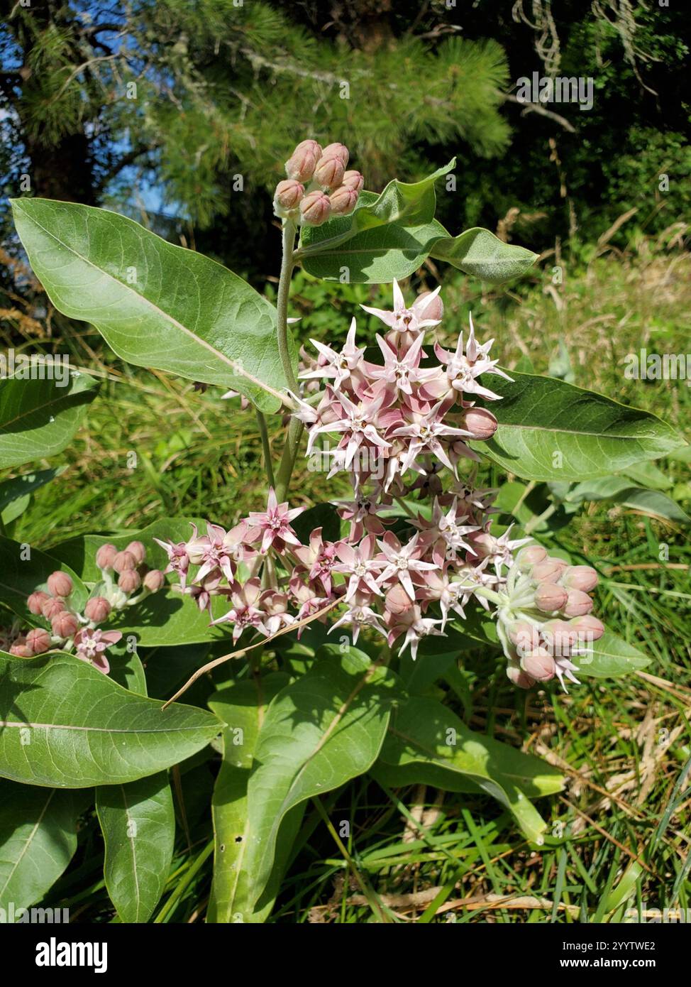 Auffälliger Milchgras (Asclepias speciosa) Stockfoto