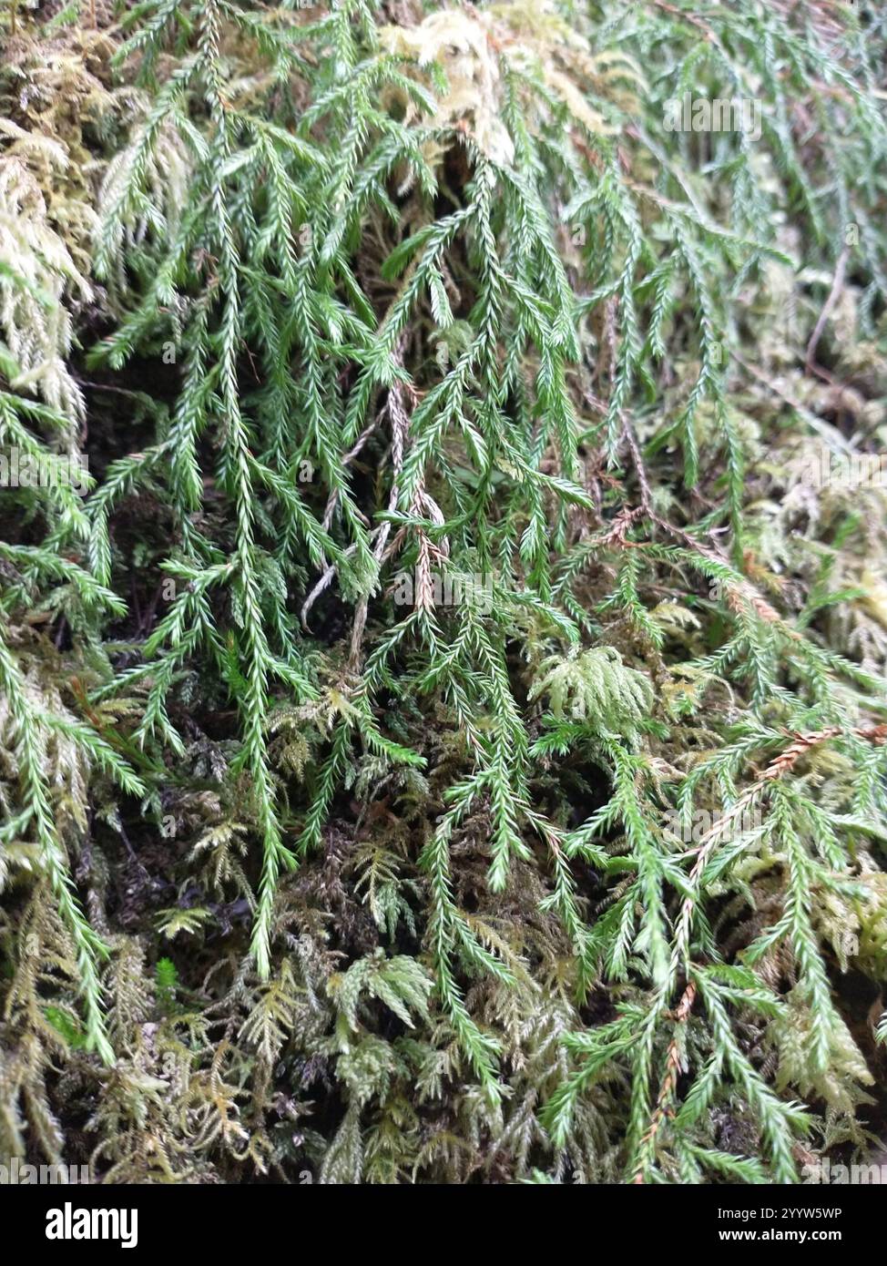 Oregon-Stachelmoss (Selaginella oregana) Stockfoto