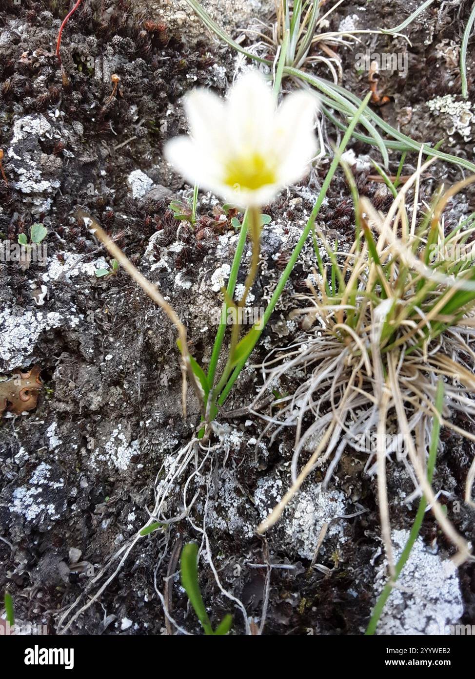 Schneeglöckchen (Gagea serotina) Stockfoto