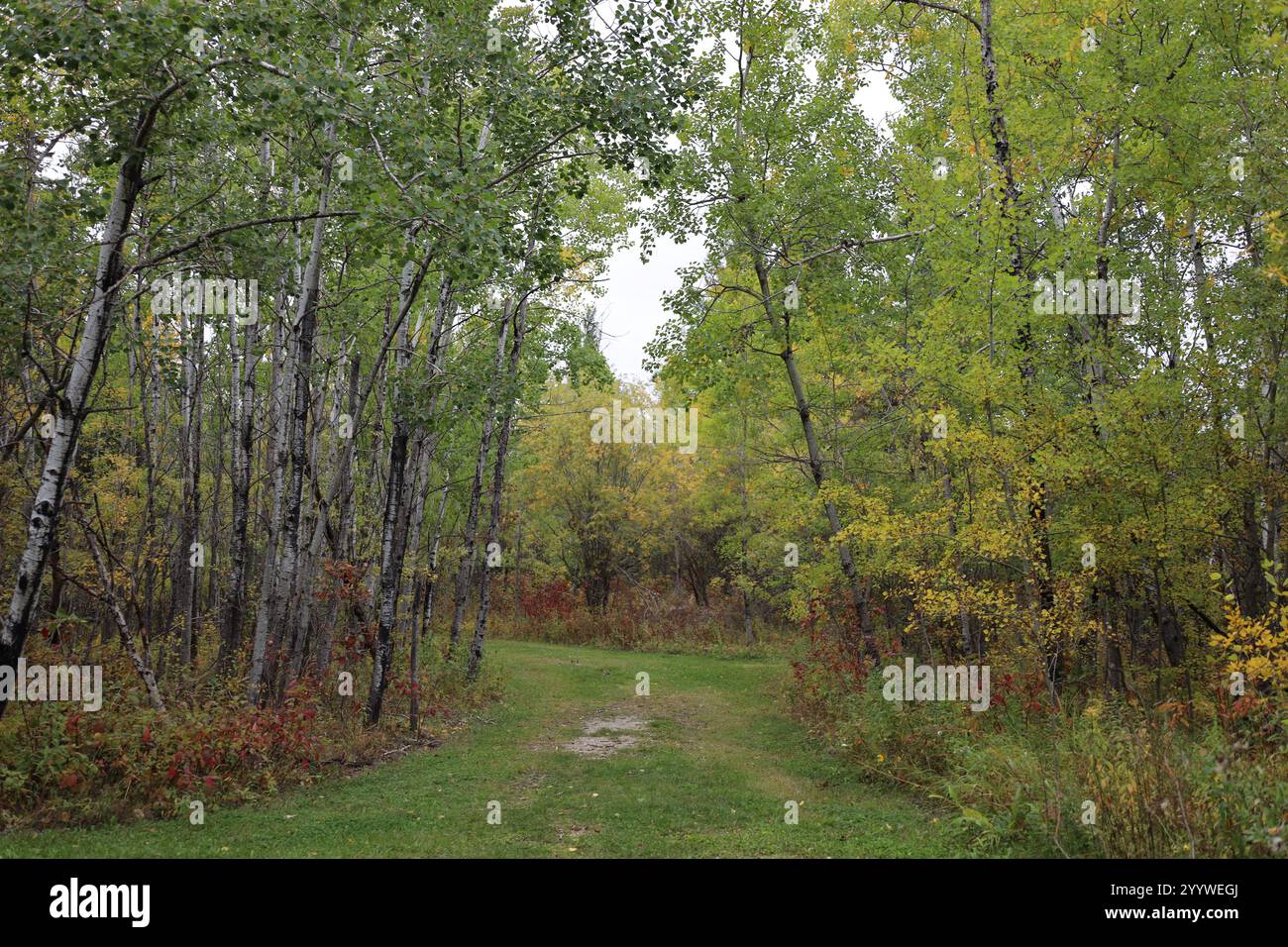 Ein breiter Weg trennt Pappelbestand vom Mischwald Stockfoto