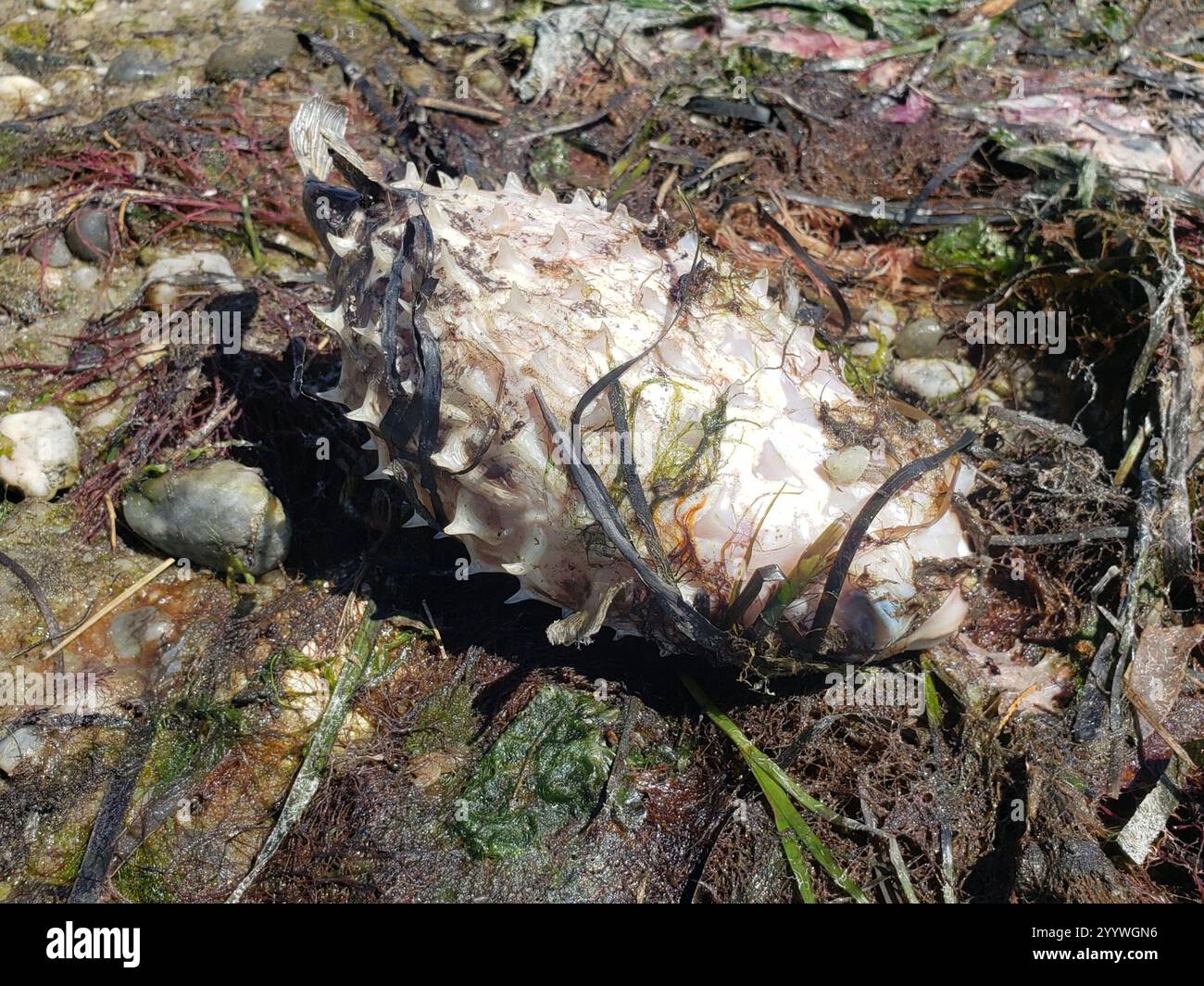 Gestreifter Burrfisch (Chilomycterus schoepfii) Stockfoto