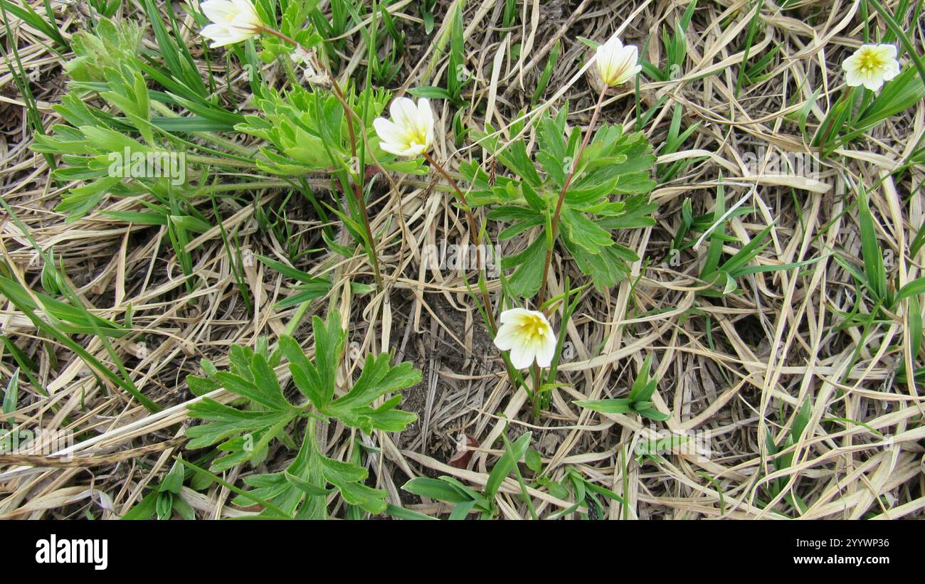 Schneeglöckchen (Gagea serotina) Stockfoto