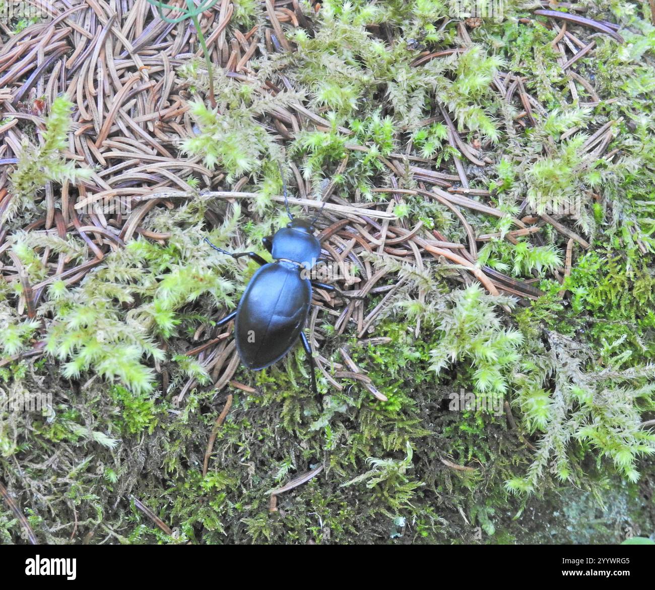 Glatt geschliffener Käfer (Carabus glabratus) Stockfoto