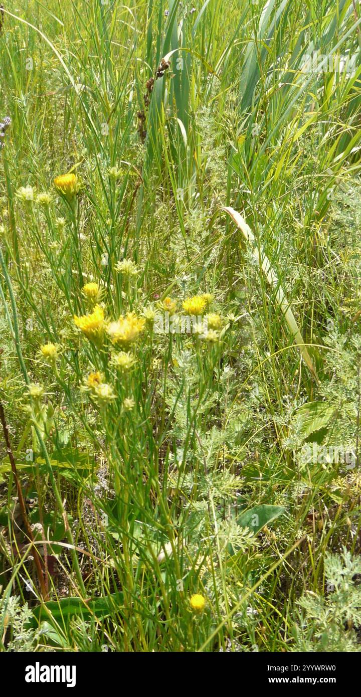 Goldilocks Aster (Galatella linosyris) Stockfoto