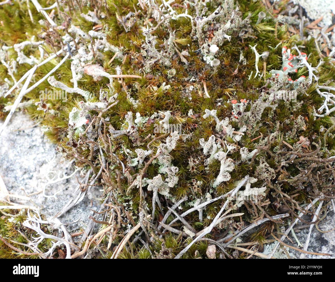 Lippenstift Powderhorn (Cladonia macilenta) Stockfoto
