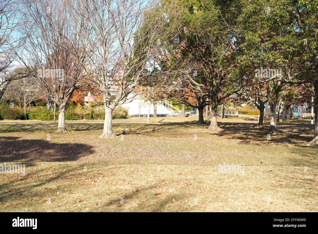 Ein großer Park in Higashi Ward, Fukuoka City, Präfektur Fukuoka, Japan am Morgen des 20. Dezember 2024. Stockfoto