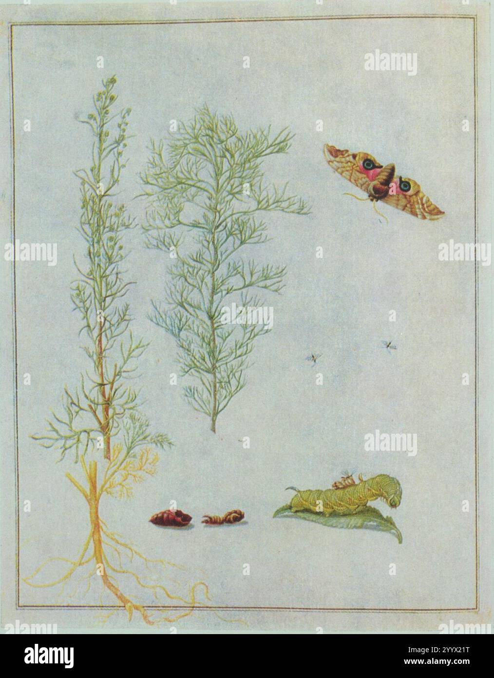 Eberraute von Maria Sibylla Merian gemeinsam mit Johanna Herolt und Dorothea Graff. Stockfoto