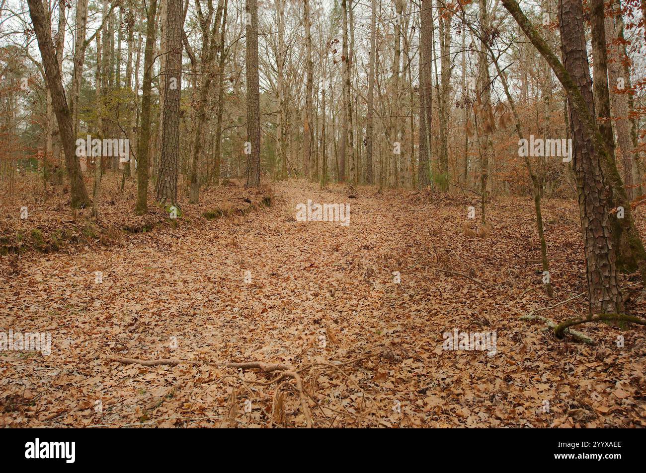 Leading Lines Up breiter Pfad in Wald mit Bäumen und braunen trockenen Blättern auf dem Boden an einem bewölkten Tag. Keine Personen. Perspektive paralleler Linien. Stockfoto