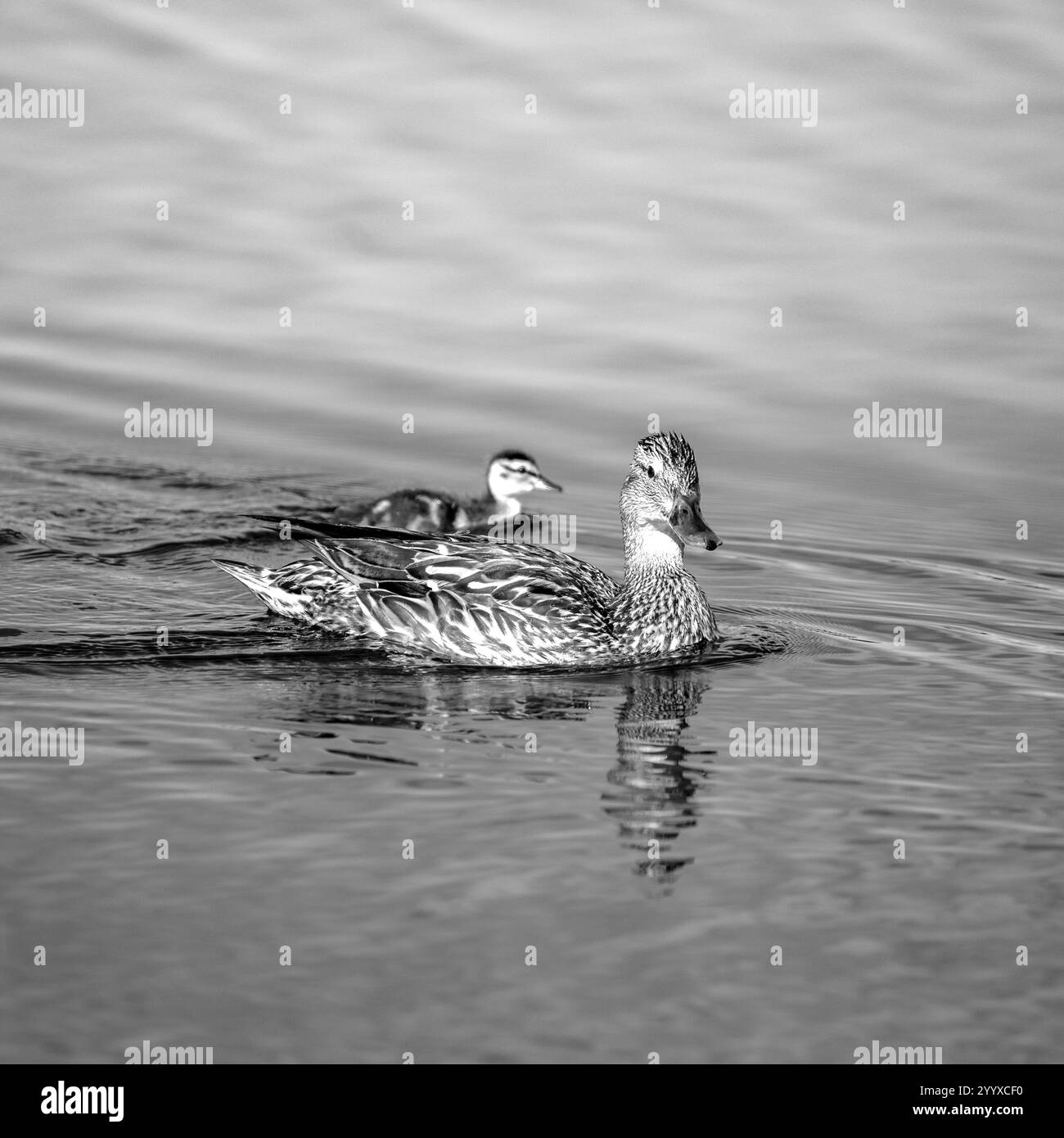 Schwarz und weiß von blaugeflügeltem Teal weiblich und Entlein Stockfoto