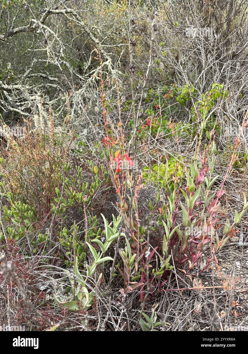 Scharlachbugler (Penstemon centranthifolius) Stockfoto