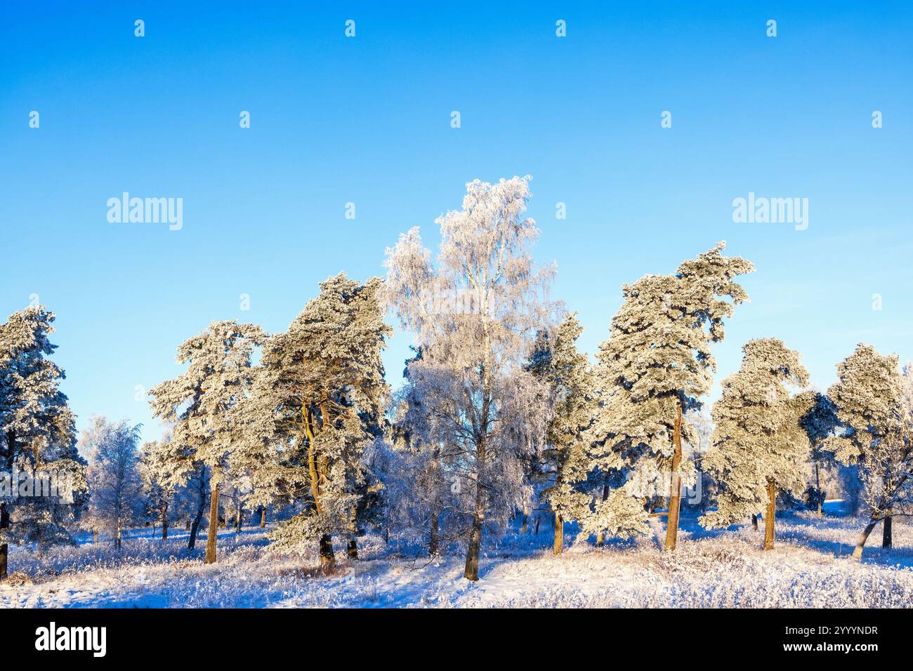 Frostige Kiefern in einem Wald ein kalter, sonniger Wintertag Stockfoto