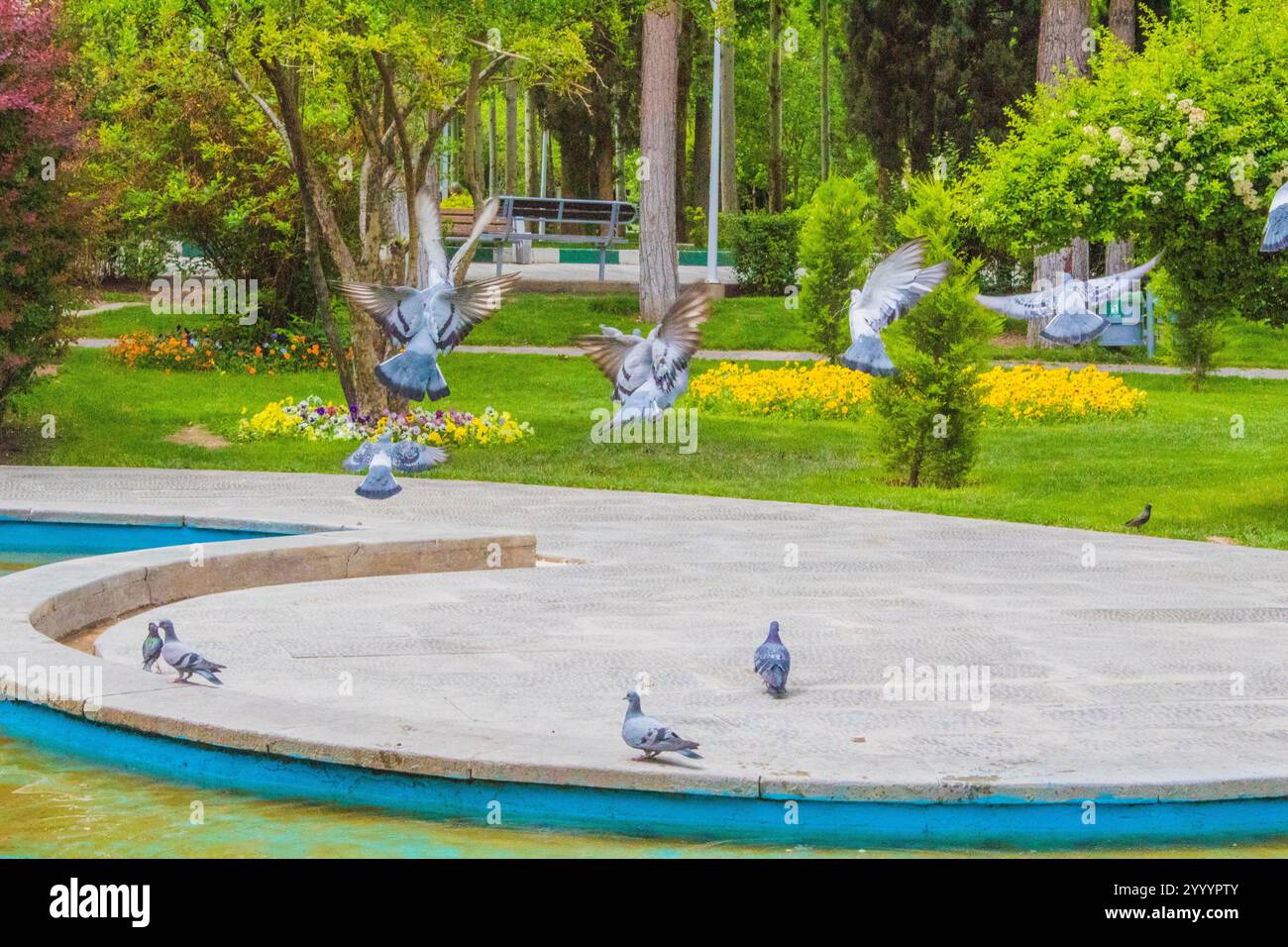 Viele Vögel fliegen im Park, und ich bin wie ein Detektiv, der nach Vögeln sucht. Jetzt kann ich nicht mehr zu ihnen rennen. Sie flogen und gingen Stockfoto