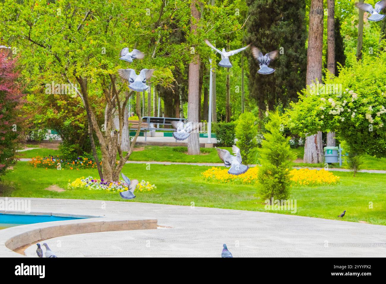 Viele Vögel fliegen im Park, und ich bin wie ein Detektiv, der nach Vögeln sucht. Jetzt kann ich nicht mehr zu ihnen rennen. Sie flogen und gingen Stockfoto