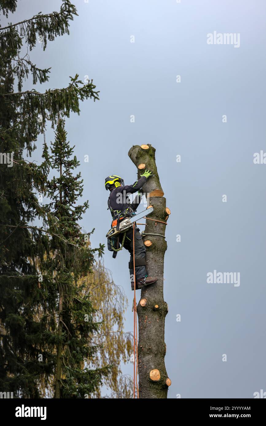 Deutschland - symbolisches Bild Baumfällung, Baumpflege, hier mit Seilklettertechnik. Der Baumstamm wird in Abschnitten abgesägt. Stockfoto