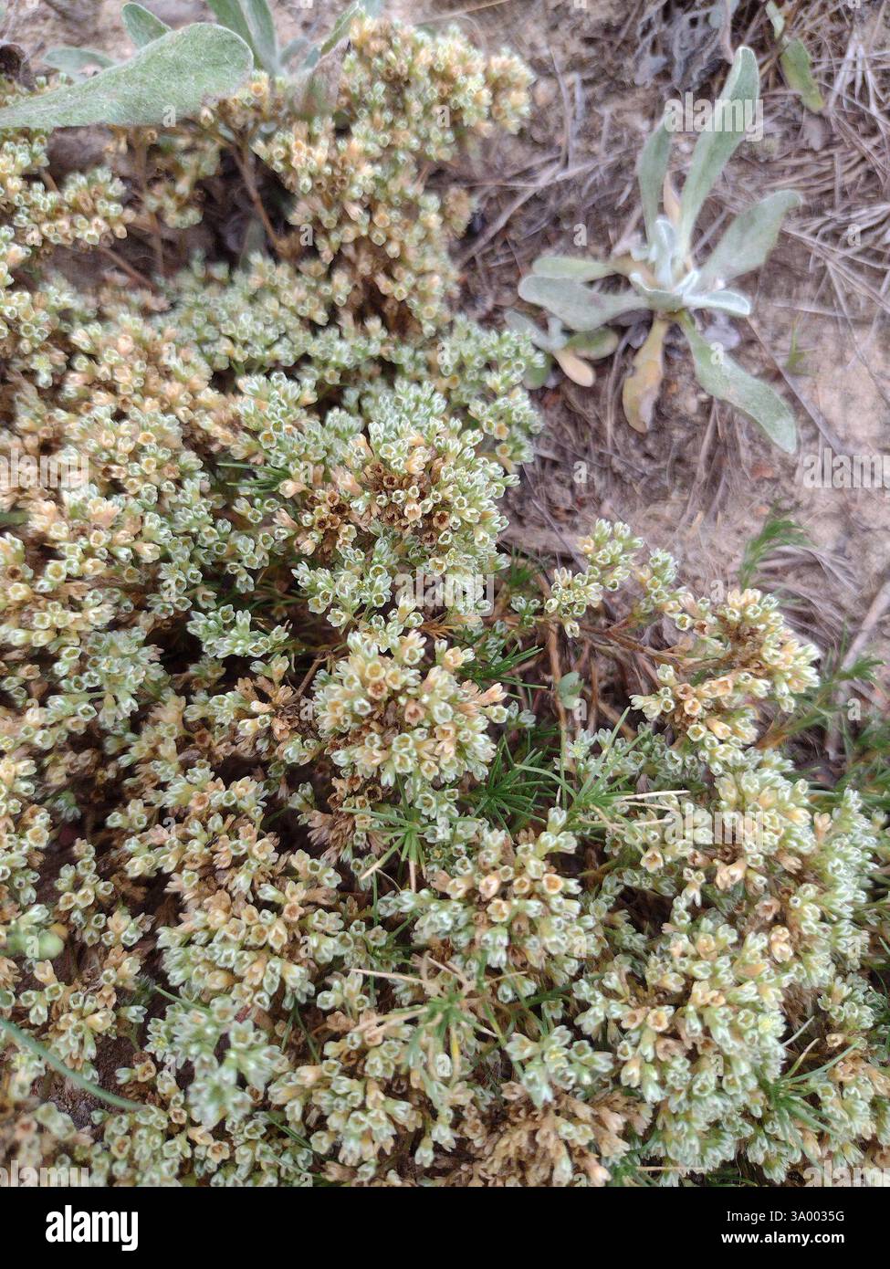 Mehrjährige Knawel (Scleranthus perennis), Plantae, Dąbrowa, Gdynia, Polska Stockfoto