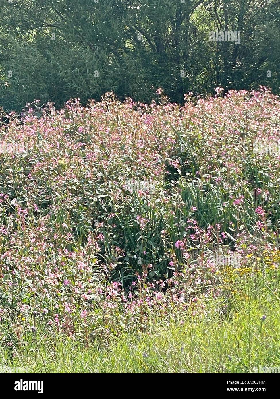 Himalaya Balsam (Impatiens glandulifera), Plantae, Township Rd 532A, Parkland County, ab, CA, riesiger Himalaya-Balsamstreifen im Sturmwasserteich, er ist so riesig, dass ich die Blumen von der anderen Straßenseite riechen konnte. Bericht an Alberta Environment Stockfoto
