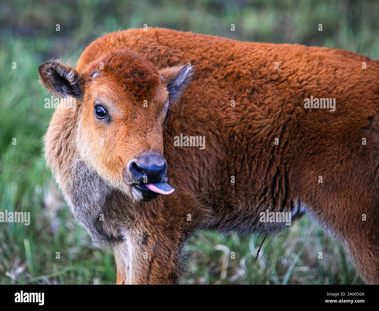 Ein junges Bisonkalb steht auf einer leuchtend grünen Wiese und leckt neugierig seinen Maul. Das Fell ist in sattem Braun gehalten und unterstreicht den Charme der Tierwelt in der Stockfoto