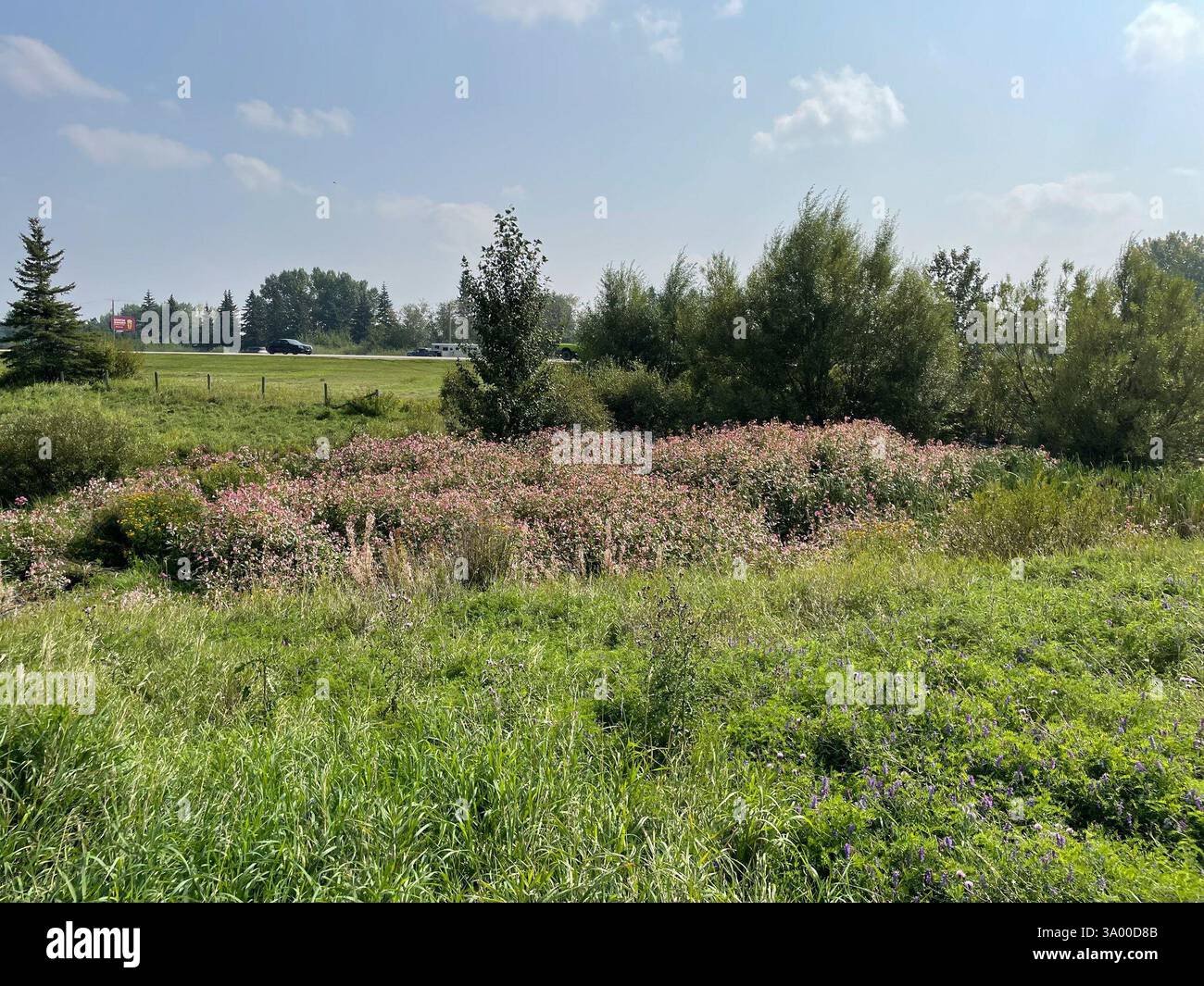 Himalaya Balsam (Impatiens glandulifera), Plantae, Township Rd 532A, Parkland County, ab, CA, riesiger Himalaya-Balsamstreifen im Sturmwasserteich, er ist so riesig, dass ich die Blumen von der anderen Straßenseite riechen konnte. Bericht an Alberta Environment Stockfoto