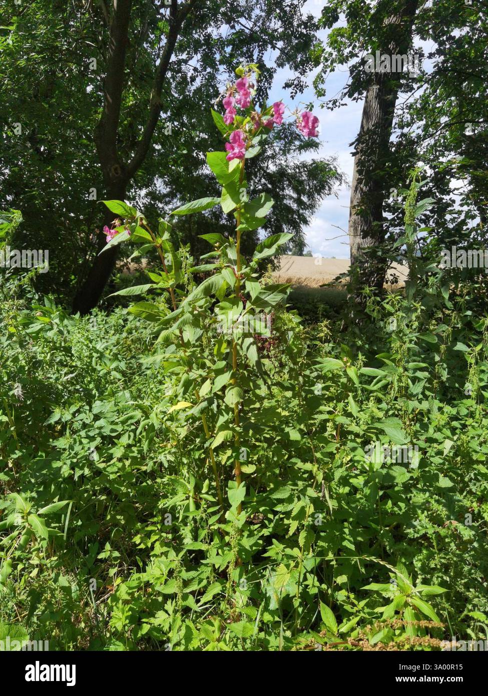 Himalaya-Balsam (Impatiens glandulifera), Plantae, Northeim, Deutschland, I. glandulifera Stockfoto