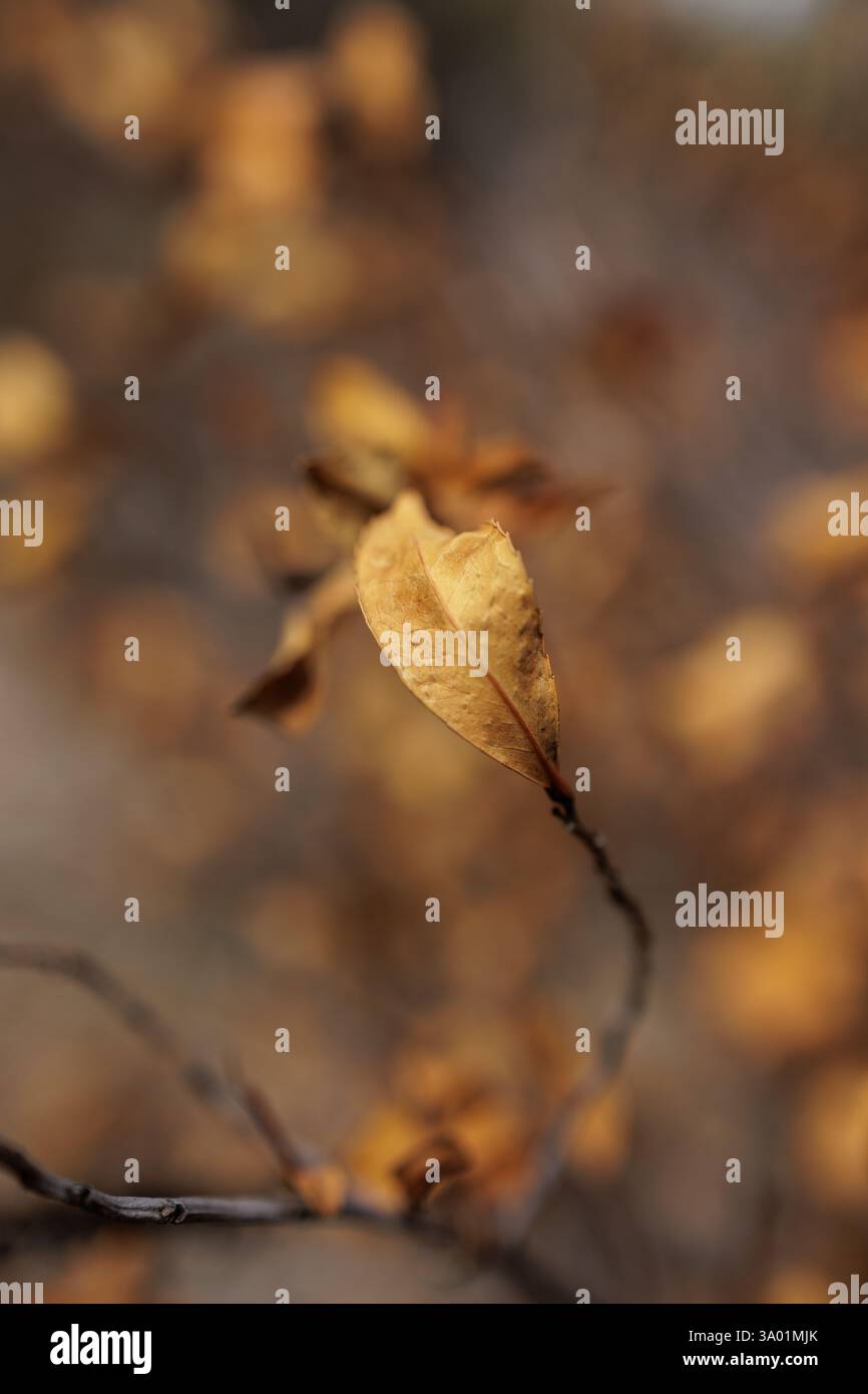 Lange getrocknete Blätter hängen zart an dünnen Zweigen, umgeben von einem Bokeh-Hintergrund ähnlicher Farbtöne. Warme Erdtöne wecken ein Gefühl des Übergangs. Stockfoto