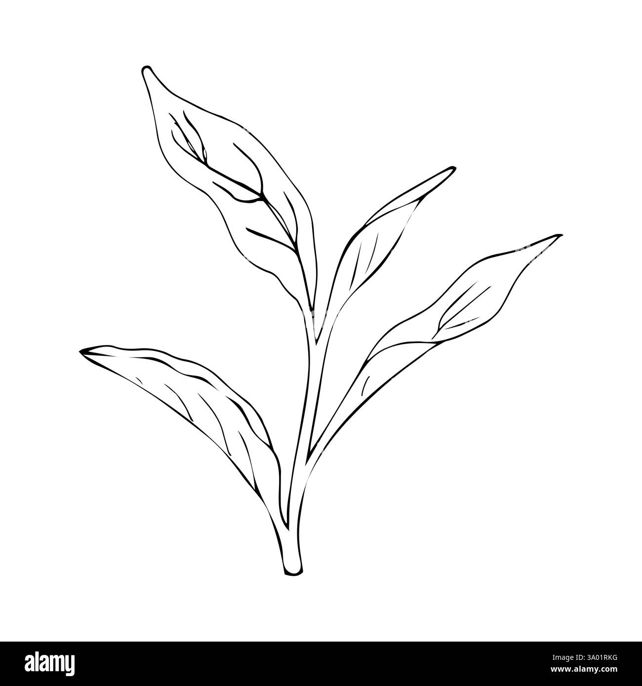 Skizze des Krauts. Eine einfache Zeichnung von grünem Tee, ein Vektorbild, das sich gut für Karten- und Verpackungsdesign eignet Stock Vektor