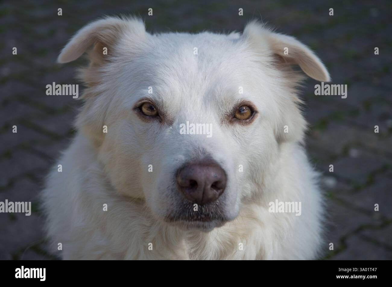 Porträt eines wunderschönen weißen Mischlingshundes, der intensiv anstarrt und bernsteinfarbene Augen und graue Nase vor einem verschwommenen Hintergrund zeigt Stockfoto