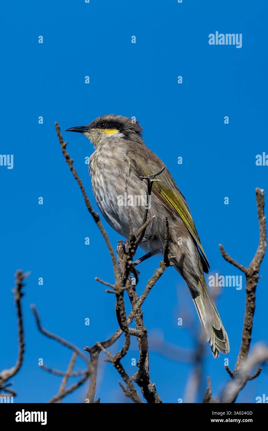 Singender Honeyeater, Lichenostomus viriscens an der London Bridge, Victoria, Australien Stockfoto