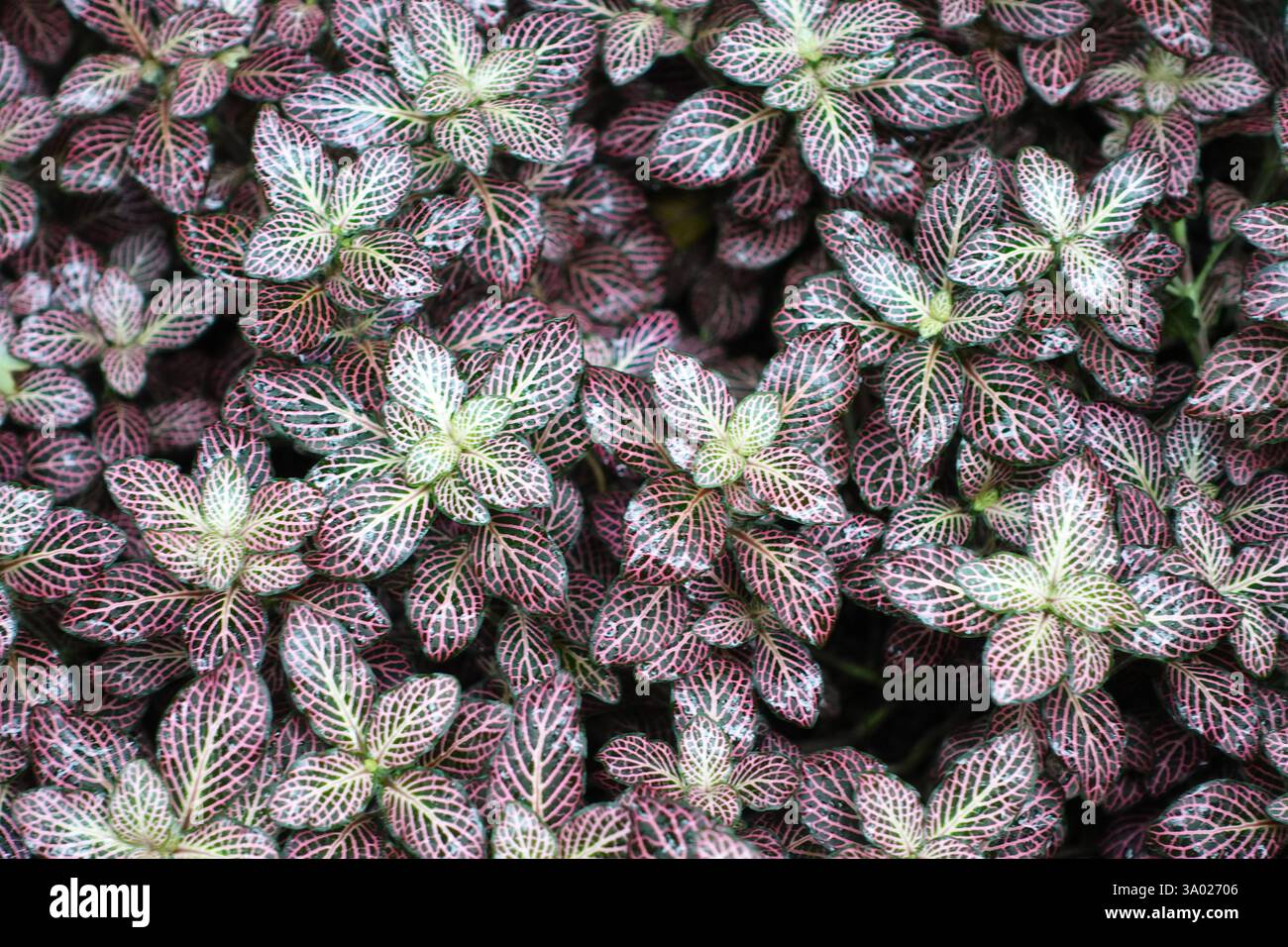 Buntes Laub  Fittonia Albivenis Stockfoto