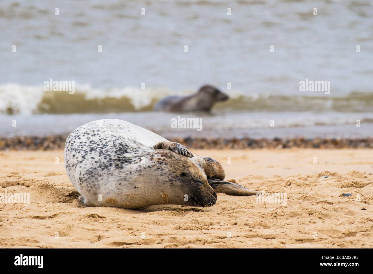 Eine atlantische Grausiegel Halichoerus grypus kratzt am Strand von Horsey Gap, Norfolk, East Anglia, England, UK, Großbritannien Stockfoto