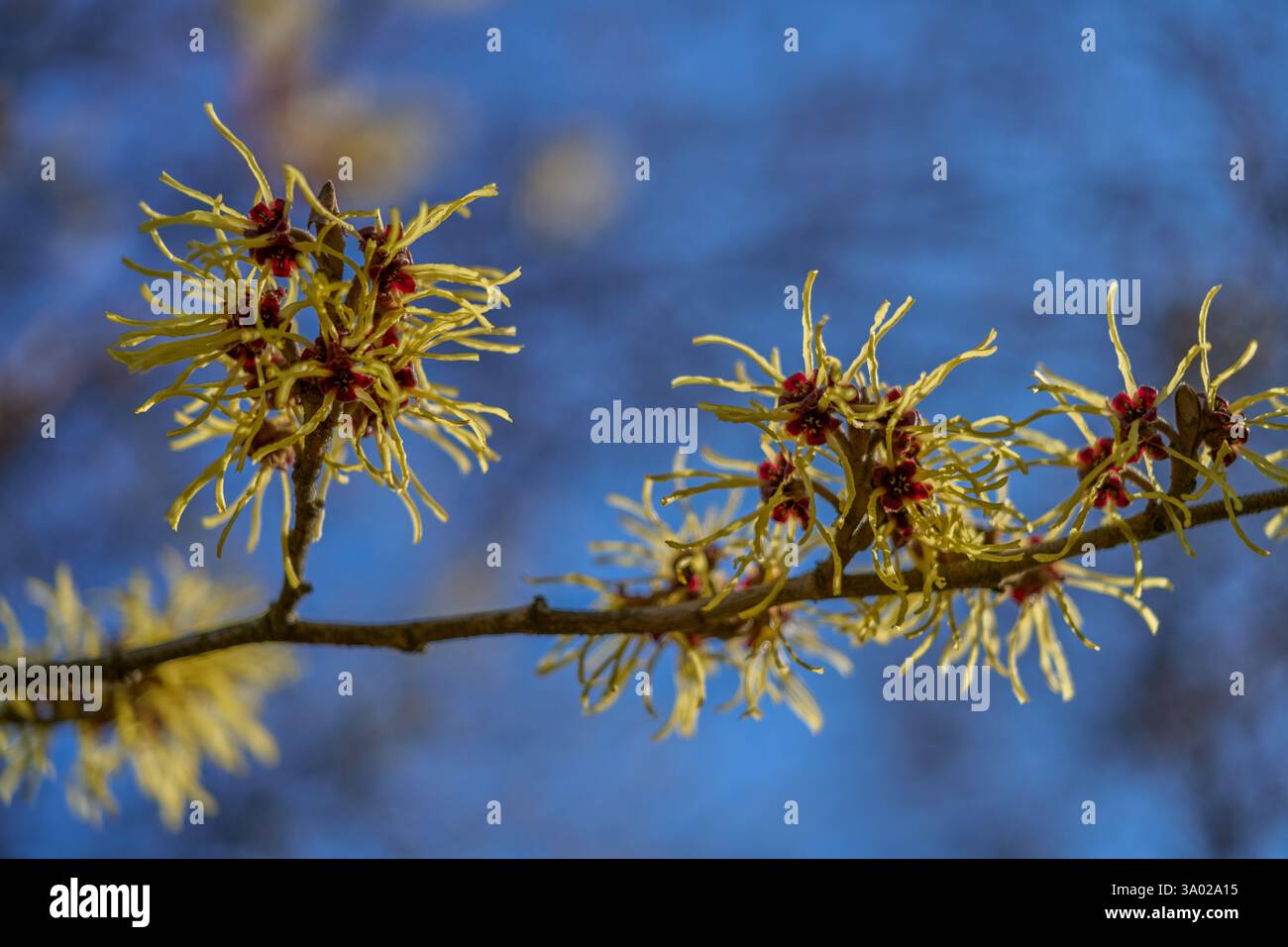 Hamamelis japonica blühen japanische Hexenhamelis am blauen Himmel Stockfoto Hamamelis japonica blühen japanische Hexenhamelis am blauen Himmel Stockfoto