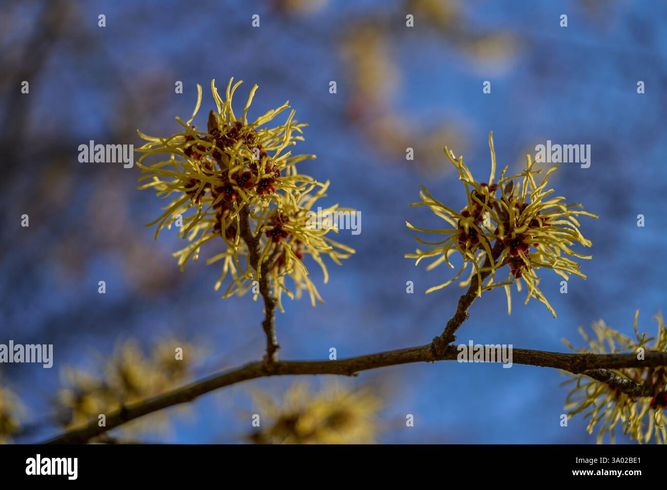 Hamamelis japonica blühen japanische Hexenhamelis am blauen Himmel Stockfoto Hamamelis japonica blühen japanische Hexenhamelis am blauen Himmel Stockfoto