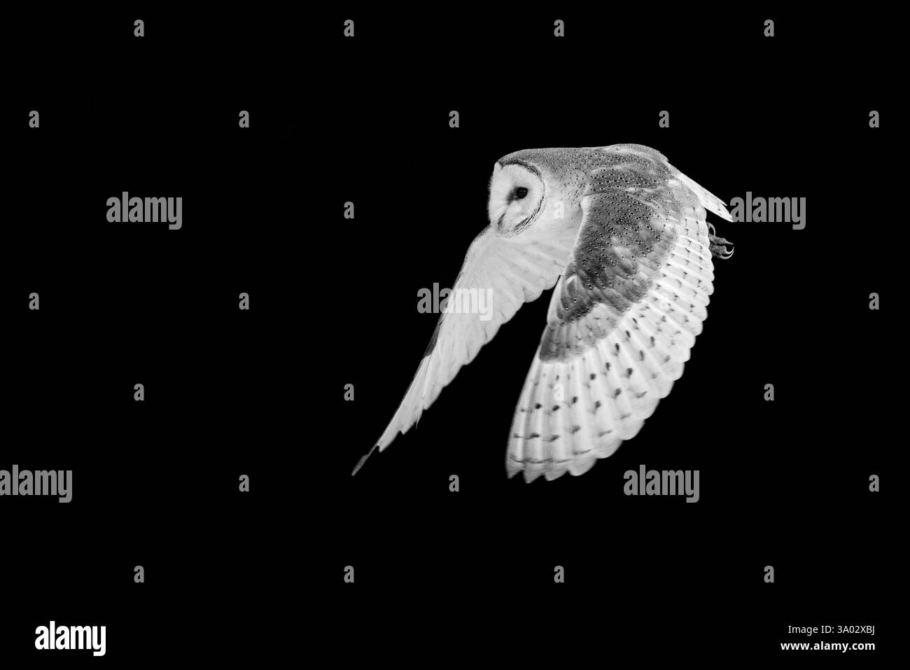 Scheuneneule im Flug mit schwarzem Hintergrund. (SCHWARZWEISS). Stockfoto