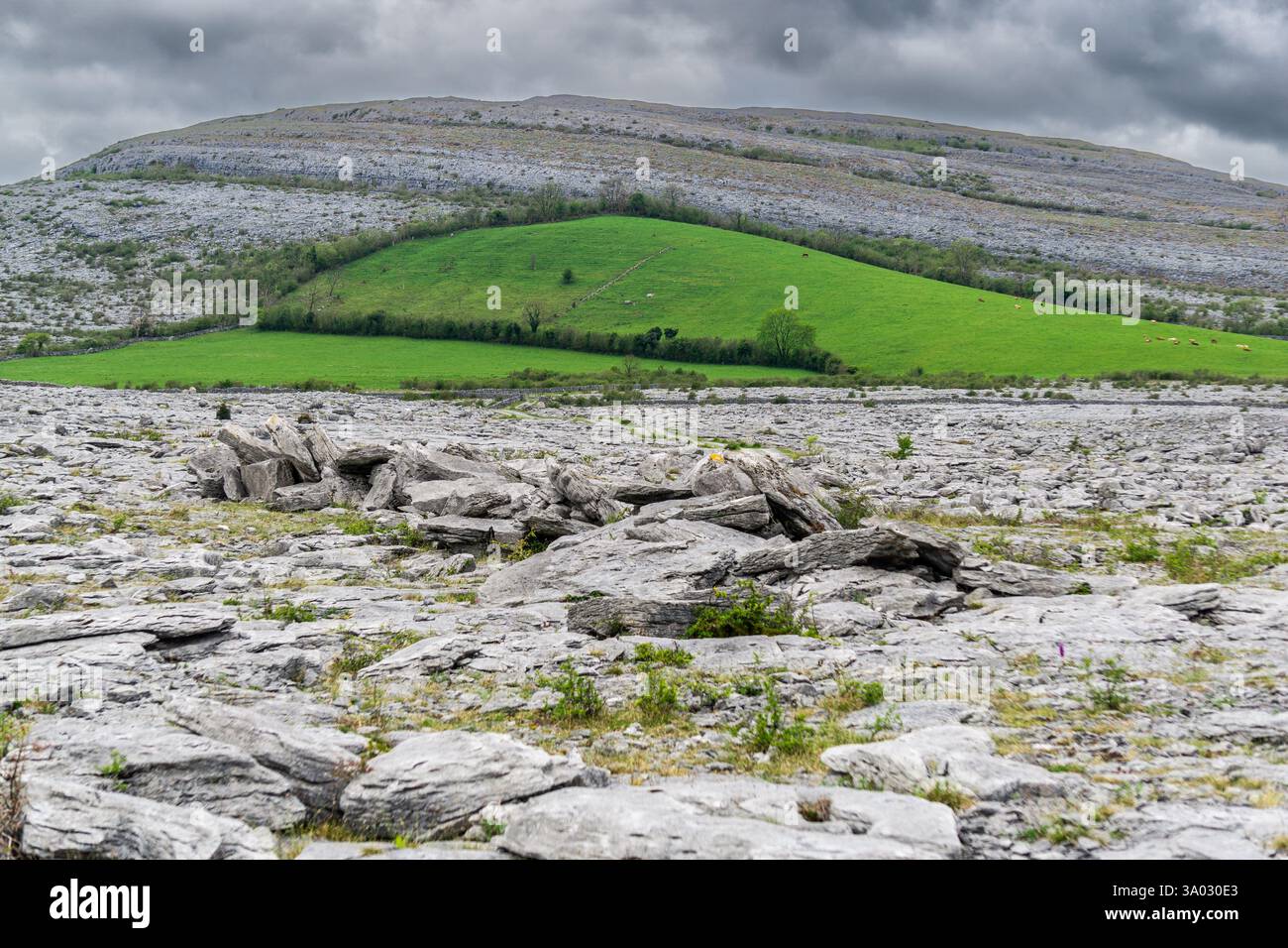 Erkunden Sie das Burren in Irland, Eine faszinierende Landschaft mit Kalksteinfelsen Höhlen und seltenen Pflanzen im County Clare’s National Park Stockfoto
