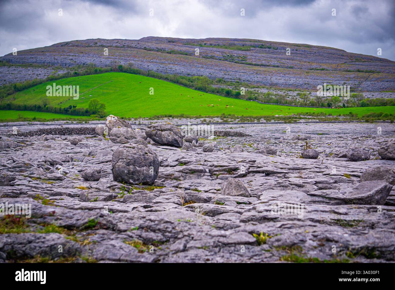 Dramatische irische Landschaft des Burren County Clare, Ein atemberaubendes Kalksteinplateau mit antiken Dolmen und einzigartiger Artenvielfalt Stockfoto