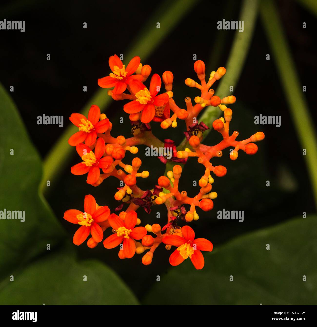 Buddha-Bauchpflanze oder Gicht-Pflanze (Jatropha podagrica), Phrorbiaceae. Botanischer Garten, KIT, Karlsruhe, Deutschland, Europa Stockfoto