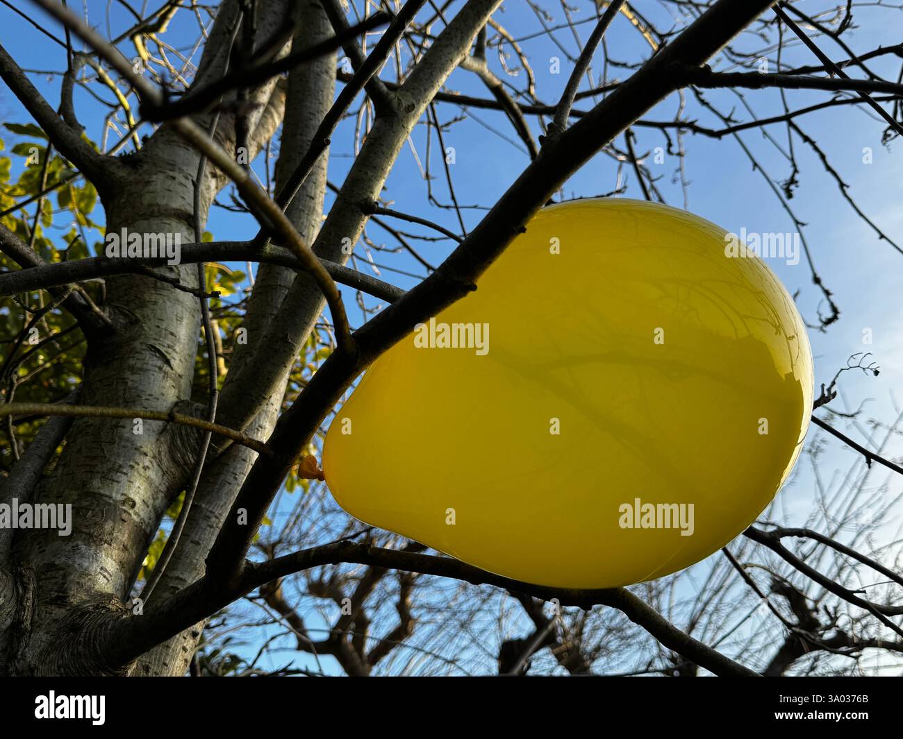 Ein gelber Ballon, der in einem Baum steckt - Smartphone-aufgenommenes Stockfoto