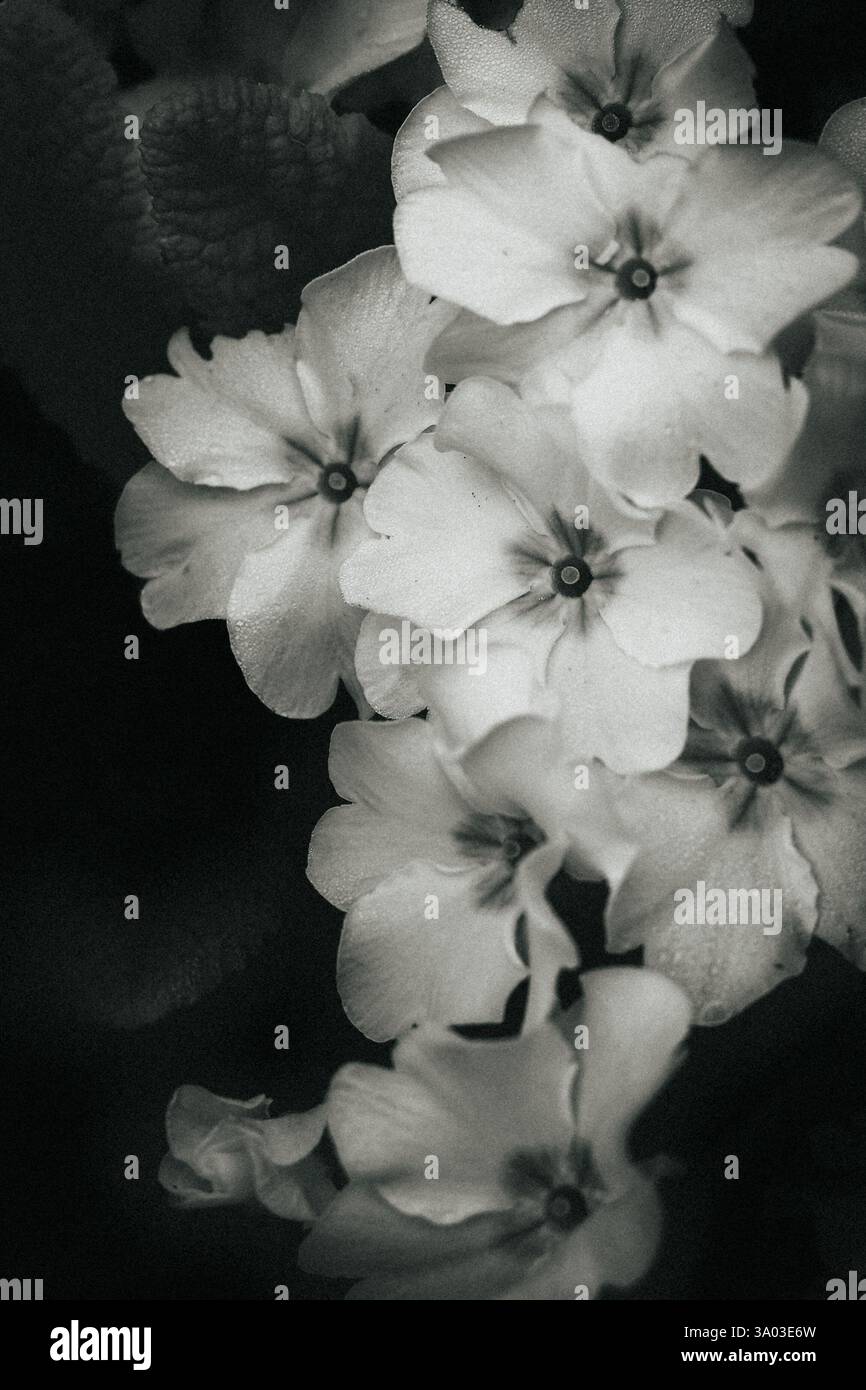 Gruppe von Frühlingskerzenblüten, die natürlich in der Wildnis wachsen, in Schwarz-weiß dargestellt Stockfoto