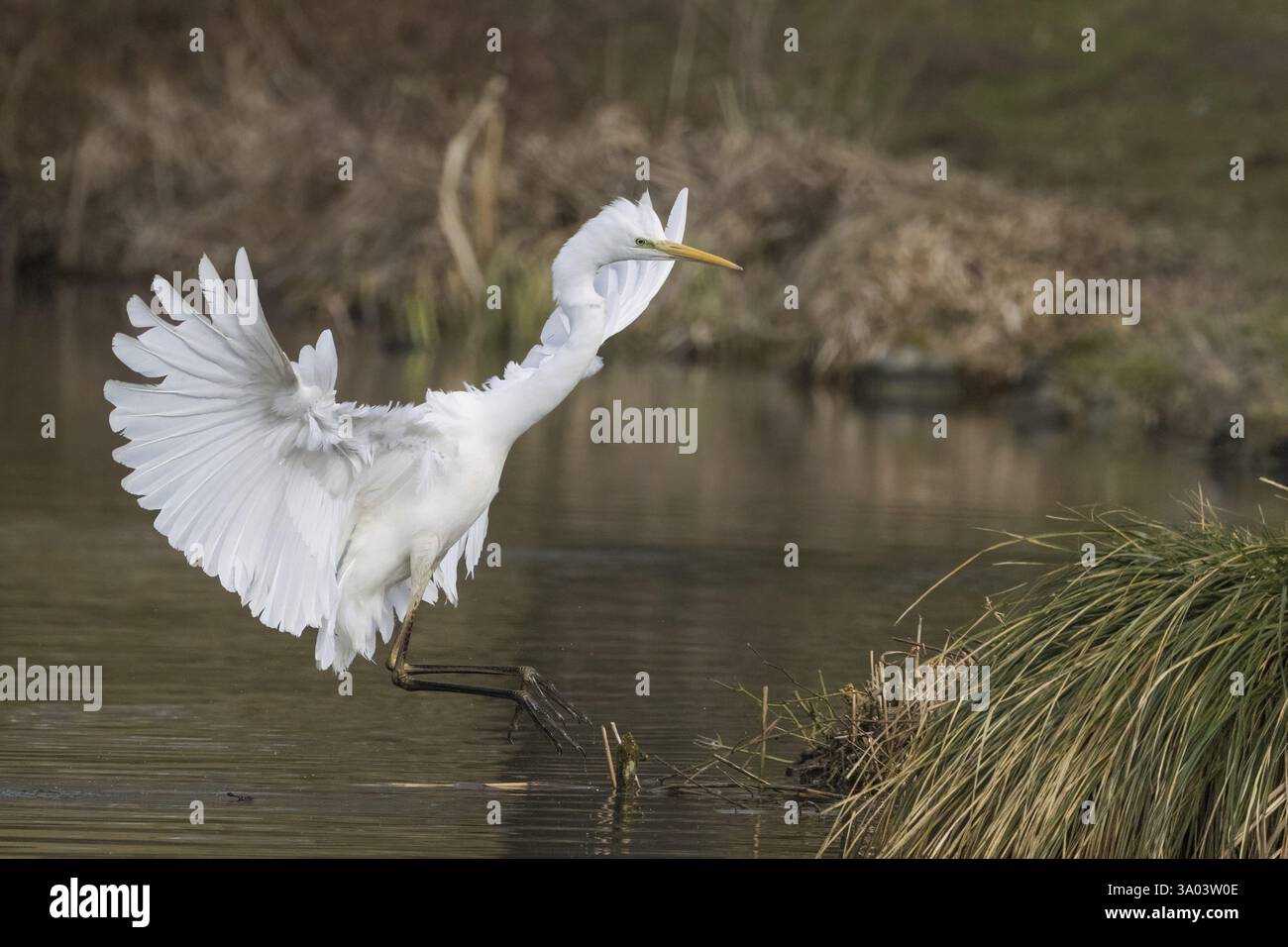 Ein Reiher (Ardea alba) nähert sich einer Grasbank, Hessen, Deutschland, Europa Stockfoto