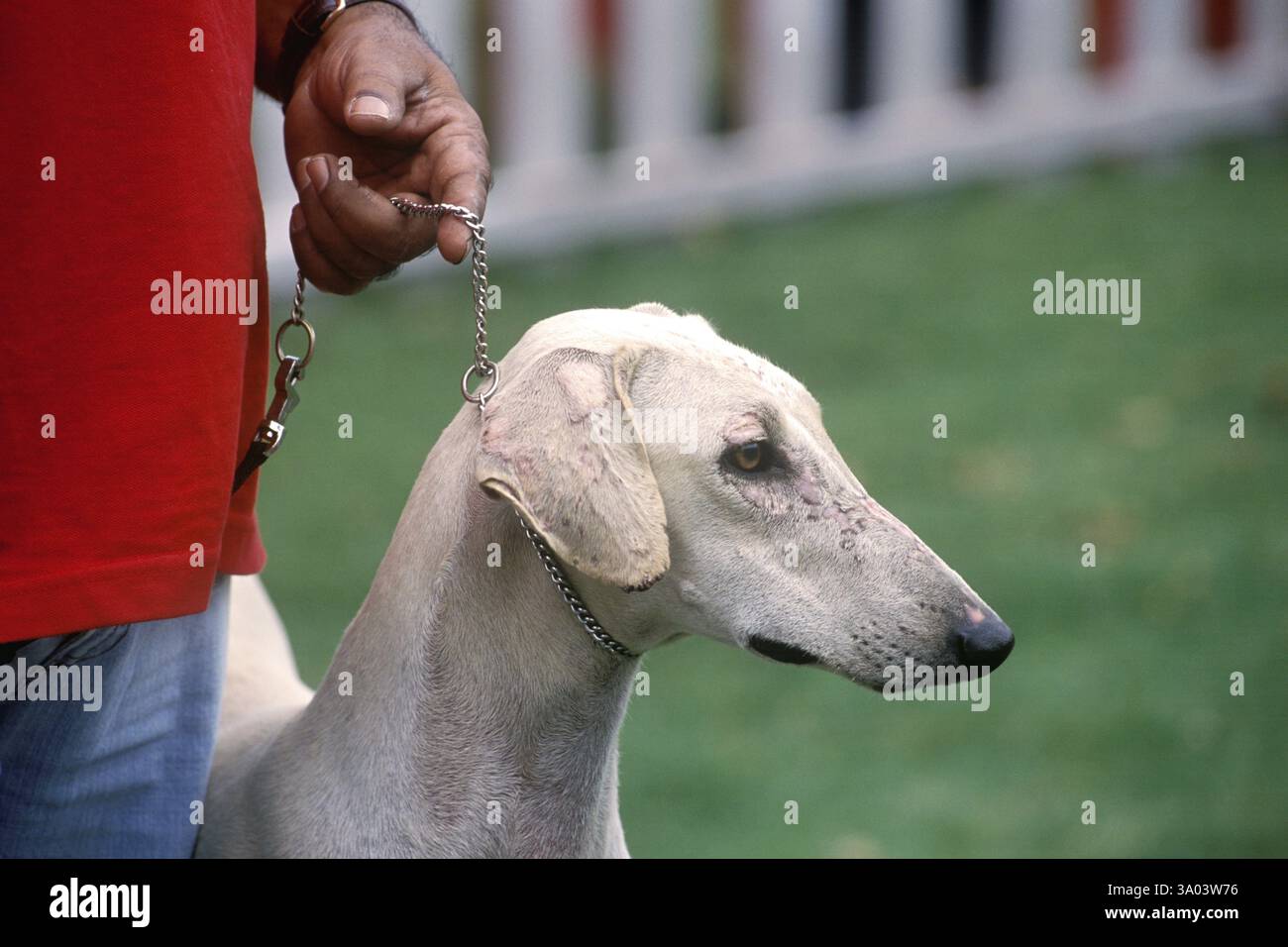 Chippiparai indigene Hunderasse in der Dog Show in Ooty, Ootacamund, Nilgiris, Tamil Nadu, Indien, Asien Stockfoto