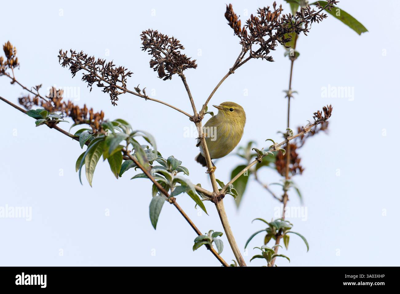 Chiffchaff-Phylloscopus collybita auf Buddleia. Stockfoto