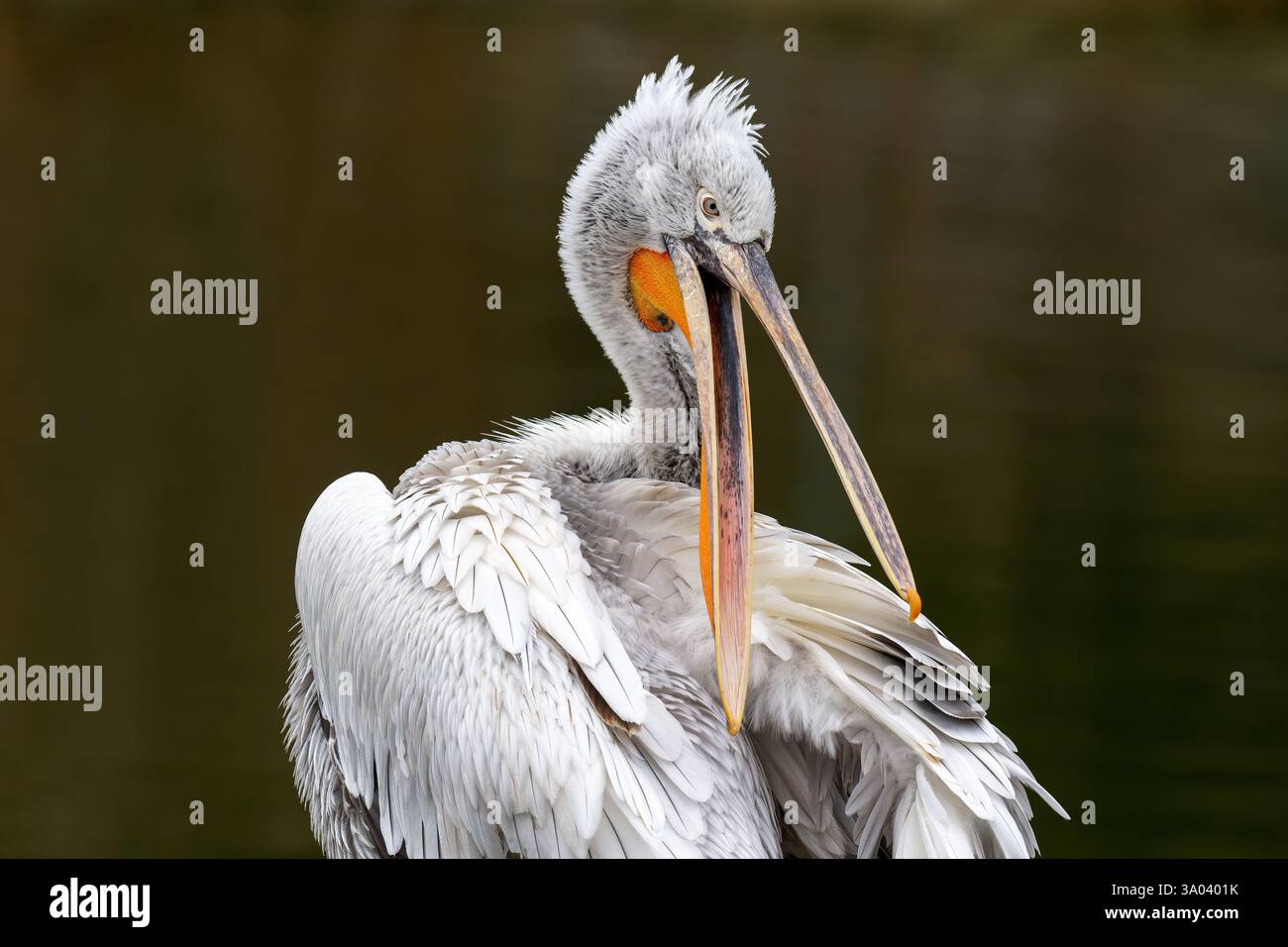 Dalmation pelican Pelecanus crispus aus Osteuropa. Stockfoto